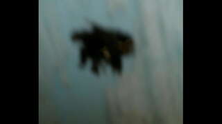 Latín apy cam en ecuador . centro historico putas ecuatorianas